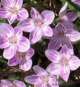 Plant Spring Beauty ‘Claytonia Virginica’ Flowers Image
